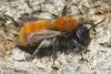 Andrena fulva
